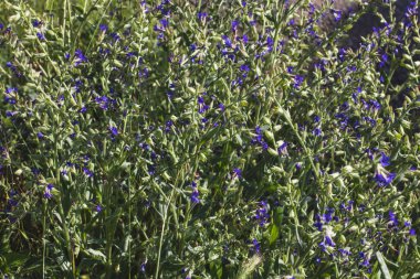 Bahçedeki çiçekleri kapat.