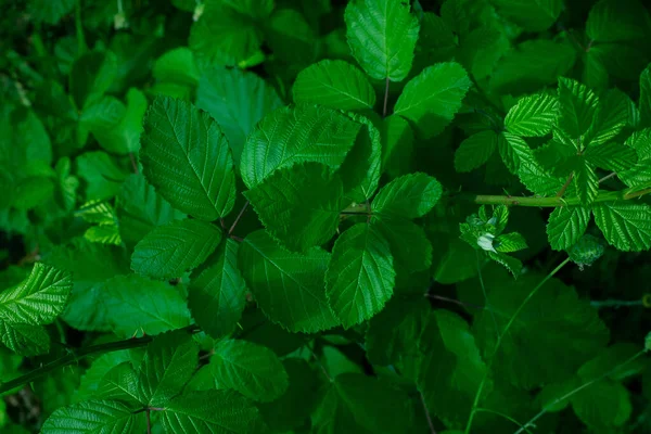 Detailní Záběr Čerstvé Zelené Máty Opustí Pozadí — Stock fotografie