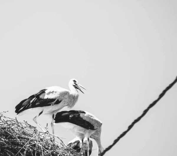 Black White Stork Nest — Stock Photo, Image