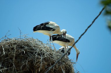 Mavi gökyüzünün arka planındaki leylek yuvası