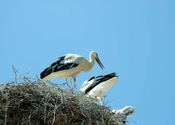 Stork Nest Blue Sky — Stock Photo, Image