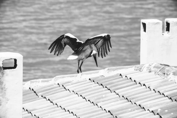 Gaviota Techo Ciudad —  Fotos de Stock