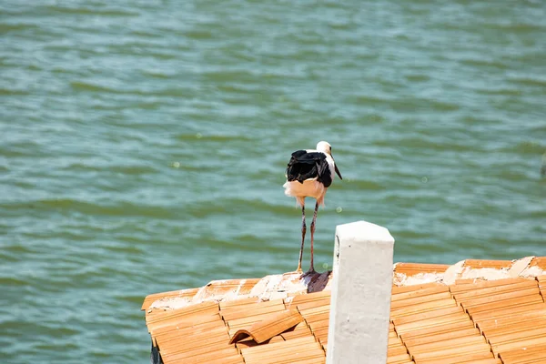 a seagull on the pier