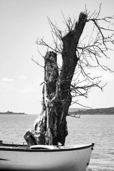 bir ağacın siyah beyaz fotoğrafı