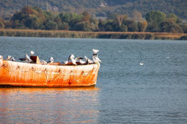 Gölde bir martı sürüsü