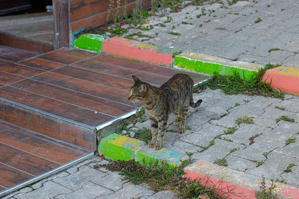 Kot Ulicy — Zdjęcie stockowe