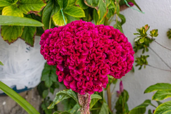 Güzel pembe çiçekler ve mor yapraklar