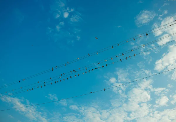 Massa Små Fåglar Med Blå Himmel — Stockfoto