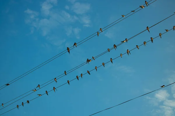 青い空の鳥のシルエットがたくさんあり — ストック写真