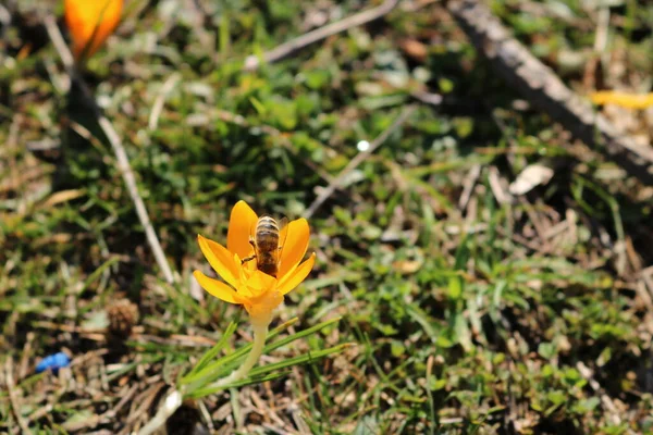 森の中の蜂と黄色の花 — ストック写真