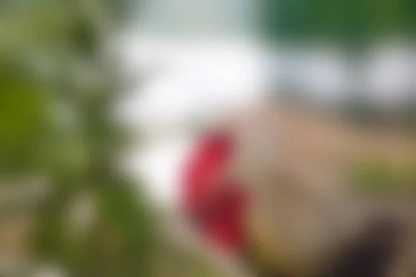 Cock Abstrak Blur Background Dengan Efek Bokeh — Stok Foto