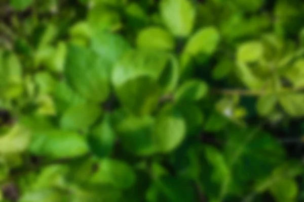 Yeşil yapraklı arka plan. soyut bulanık doğa.