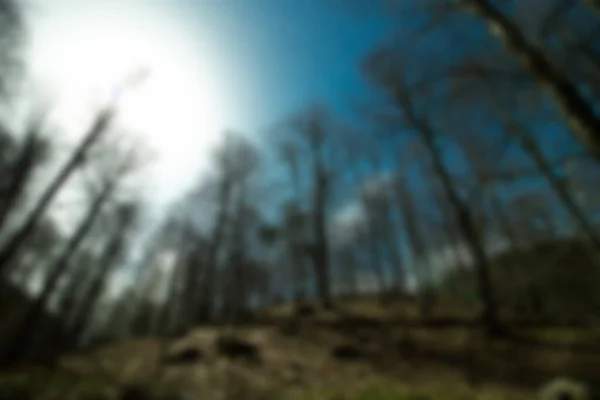 Wazige Achtergrond Bosbomen Zonlicht — Stockfoto