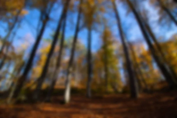 Verschwommener Hintergrund Des Herbstwaldes Mit Gelben Und Orangen Blättern — Stockfoto