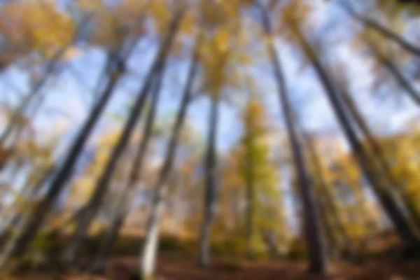 Onscherpe Achtergrond Van Herfst Bos — Stockfoto