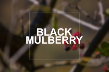 Meyveler bulanık odaklanmamış arka plan. Kara dut yazısı.