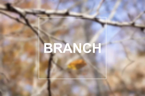 Ormanın arka planında sonbahar yaprakları