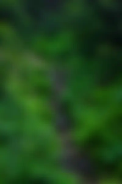 Зелений Природний Неорієнтований Фон Лісі — стокове фото