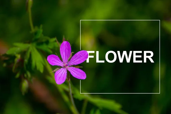 Bahçedeki güzel çiçekler