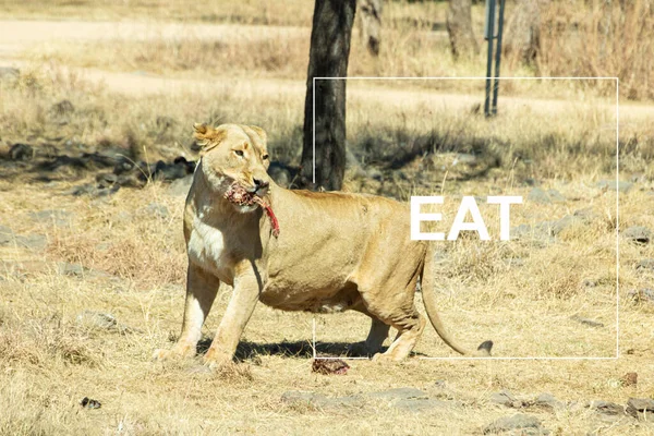 Lion Savannah Kenya — Stock Photo, Image