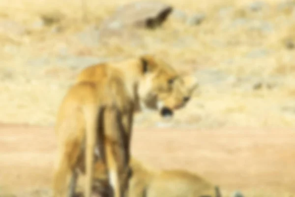 Borrão África Sul Kruger Vida Selvagem Kenya — Fotografia de Stock