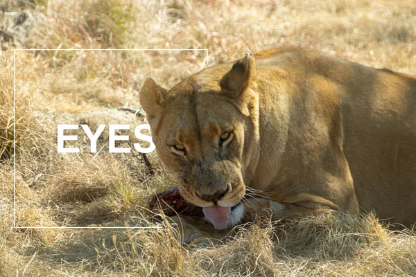 Leone Nella Savana Kenya — Foto Stock