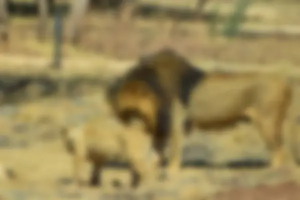 Vahşi doğada ineğin bulanık arka planı