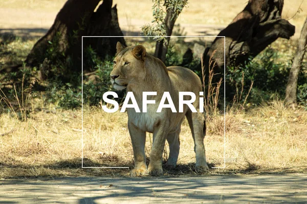 Αφρικανικό Λιοντάρι Στο Ζωολογικό Κήπο — Φωτογραφία Αρχείου
