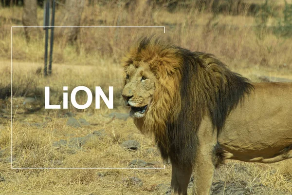 Afrika bozkırında bir aslan