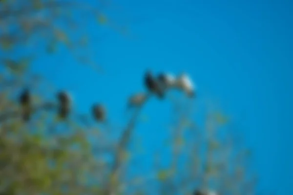 tropikal yapraklar ve mavi rengin odaksız soyut bokeh arkaplanı