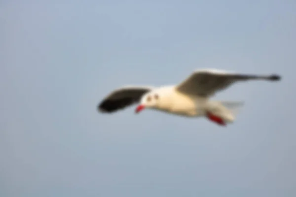 Seagull Flying Sky — Stock Photo, Image