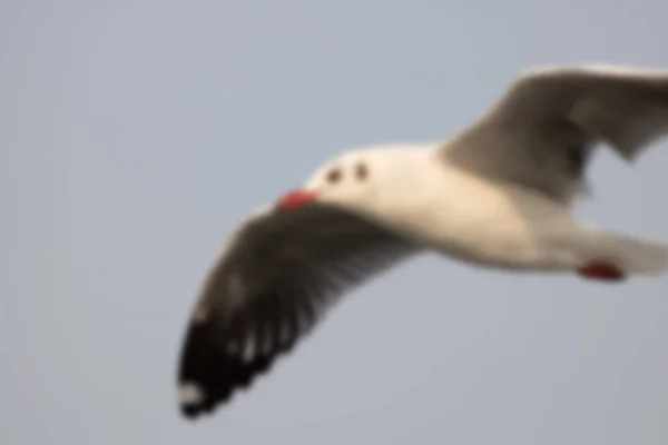 Seagull Flying Beach Blurred — Stock Photo, Image