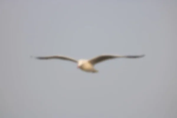 Seagull Flying Beach Blurred — Stock Photo, Image