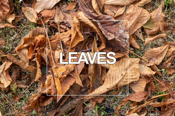 Feuilles Automne Dans Forêt — Photo