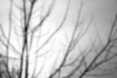 Bulanık bir zemin, güzel bitkiler...