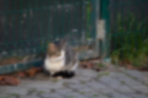 Gato Borroso Fondo Del Jardín — Foto de Stock