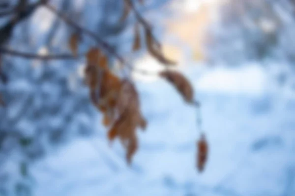 Ormanın Bulanık Arka Planı — Stok fotoğraf