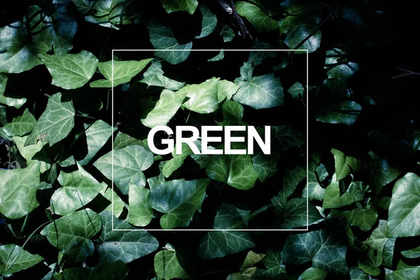 Zelené Listy Rostliny Vzorem Stromu — Stock fotografie