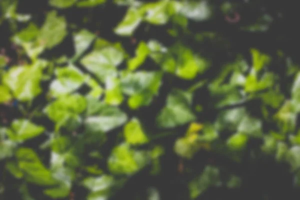 Zielone Liście Flora Natury — Zdjęcie stockowe