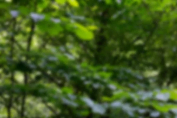 Hojas Verdes Del Árbol Bosque — Foto de Stock