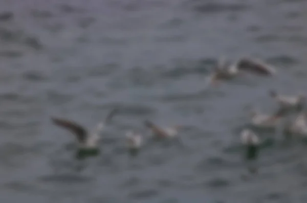 Fishes Αφηρημένη Θαμπάδα Φόντο Bokeh Αποτέλεσμα — Φωτογραφία Αρχείου