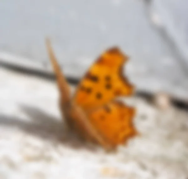 blur butterfly background with bokeh effect