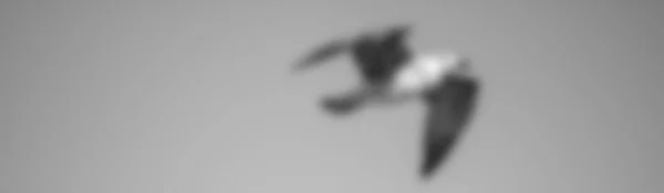 Птах Летить Розмитому Фоні Чорно Білі Кольори — стокове фото