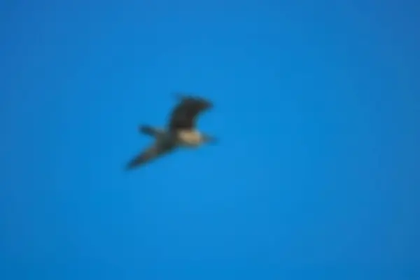 Vogel Vliegt Wazig Ongeconcentreerde Achtergrond — Stockfoto