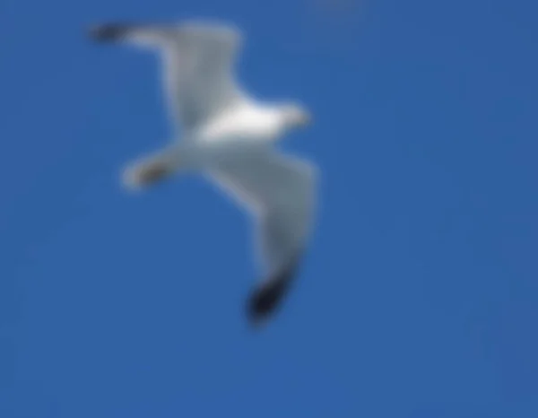 Чайка Изображением Голубого Неба — стоковое фото