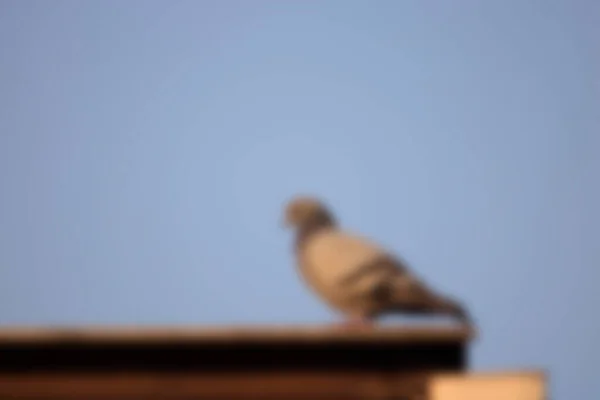 Blurred Seagull Roof — Stock Photo, Image