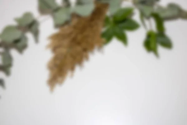 Cannabis Leaf White Background — Stock Photo, Image