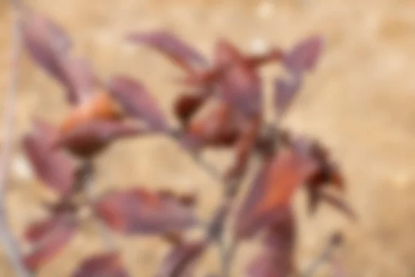 Blur Many Leaves Fall Season — Stock Photo, Image