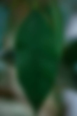 Bulanık arkaplan, bulanık yeşil yapraklar, kopyalama alanı