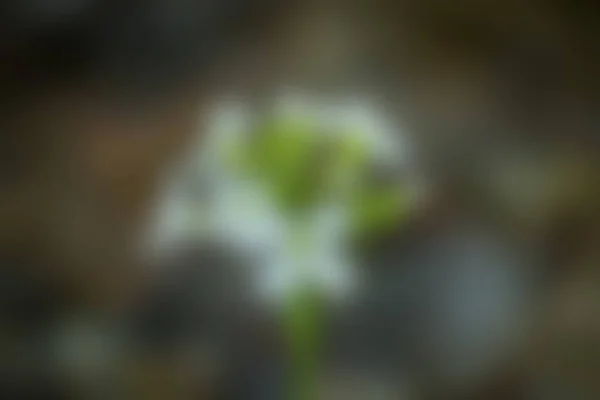 Blurred Forest Background — Foto de Stock